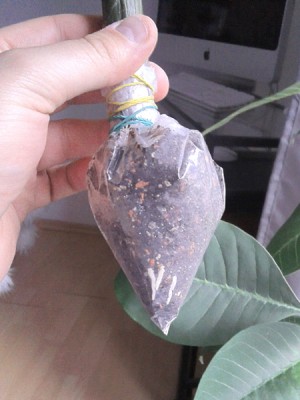 plumeria_bag_rooting.jpg