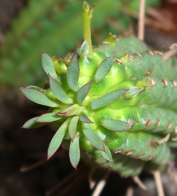 E. submammillaris2.JPG