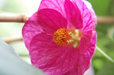 DSC_0105b.jpg