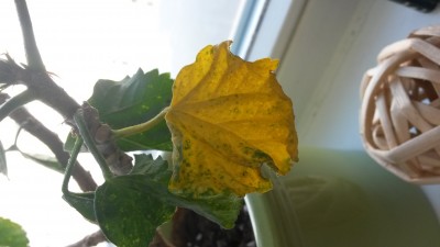 20140509_124929.jpg