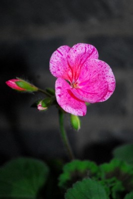 Frühling14 082pp.jpg