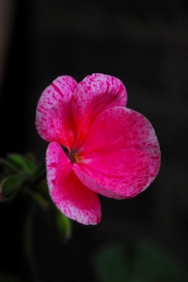 Frühling14 083pp.jpg