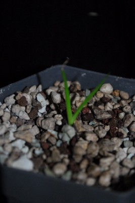 Agave+ 003pp.jpg