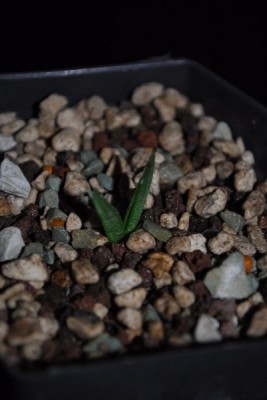 Agave+ 004pp.jpg