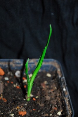 Frühling14 094pp.jpg