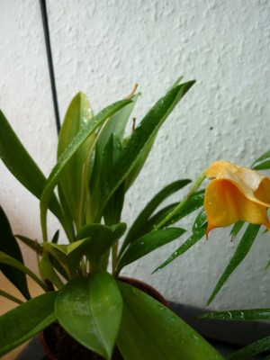 Masdevallia-P1050451.jpg
