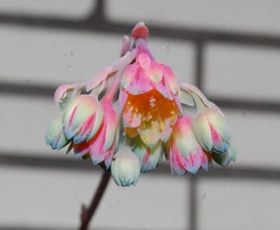 Frühling14 106pp.jpg