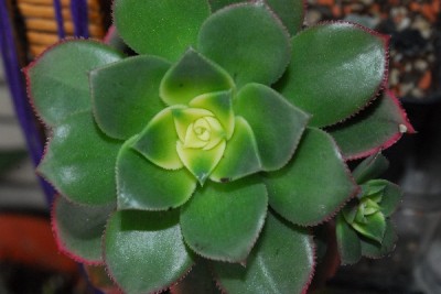 Frühling14 105pp.jpg