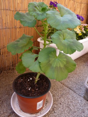 P1110010.1.jpg