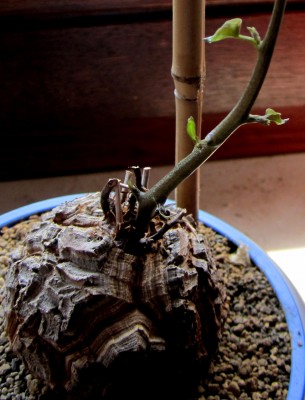 Frühling 2014 2 463.jpg