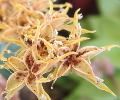 Frühling 2014 2 466.jpg