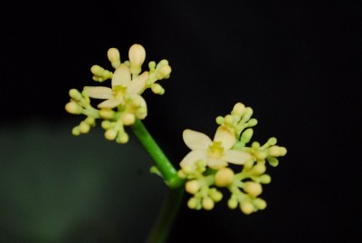 Jatropha 072pp.jpg