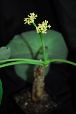 Jatropha 073pp.jpg
