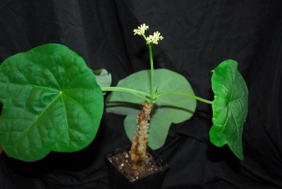 Jatropha 075pp.jpg