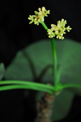 Jatropha 076pp.jpg
