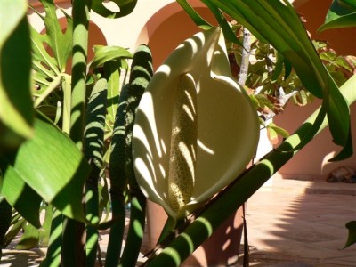 Horsts Pflanzen 065.jpg