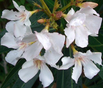 Oleander rosa3.JPG