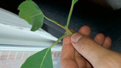 DSC_0130[1].JPG