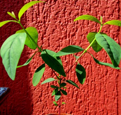 Frühling 2014 3 029.jpg