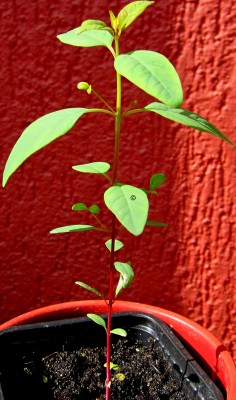 Frühling 2014 3 050.jpg