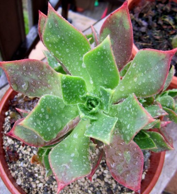 Frühling 2014 3 005.jpg