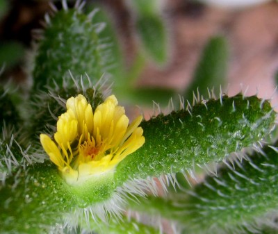 Frühling 2014 3 001.jpg