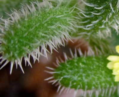 Frühling 2014 3 002.jpg