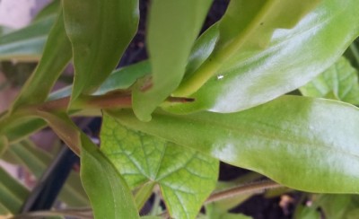 nepenthes.jpg