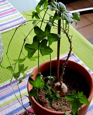 jippi,ich kenne den Pflanzennamen.Kedrostis-africana 3 051.jpg