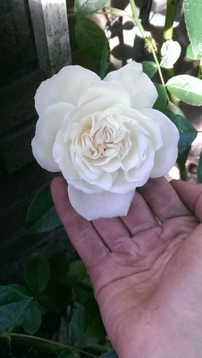 IMAG0717.jpg