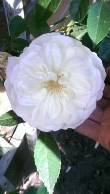 IMAG0713.jpg