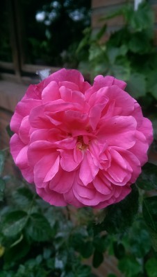 IMAG0734.jpg