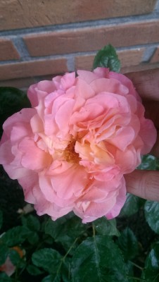 IMAG0732.jpg