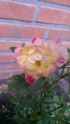 IMAG0733.jpg