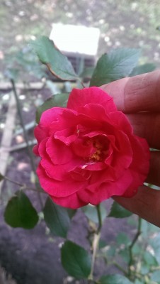 IMAG0729.jpg
