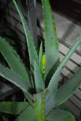 Aloe14 008pp.jpg