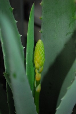 Aloe14 009pp.jpg
