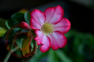 1 A. obesum #2.jpg