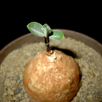 Raphionacme-madiensis jpg.jpg