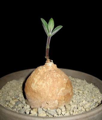 Frühling 2014 3 054.jpg