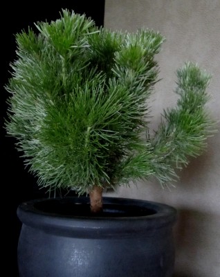 Bonsai-Wooly-Bush.jpg
