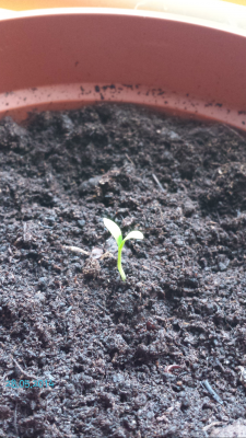 Screenshot_2014-05-28-19-32-45.png