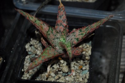 Aloe14 012pp.jpg