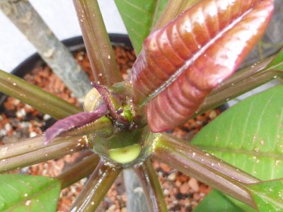P1000433_green.jpg