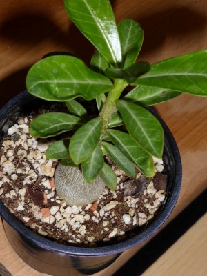 P1000188_green.jpg
