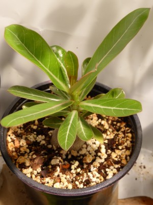P1000200green.jpg