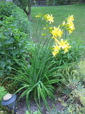 Hemerocallis gelb_3517.jpg