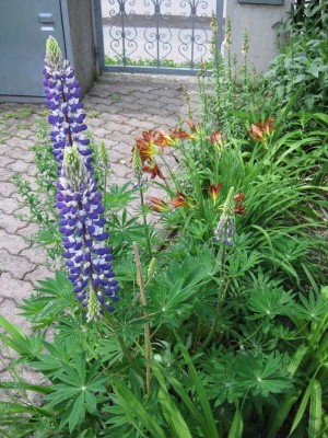 Lipinus Kastellan und Hemerocallis Brunette_3491.jpg