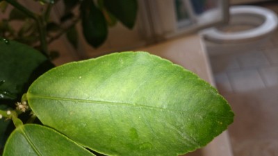 DSC_0049 1.jpg