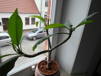 SAM_0950.JPG